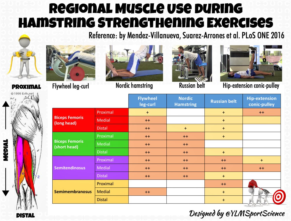 CoachBrianLebo's tweet image. RT @YLMSportScience 
#Hamstring 
#HamstringStrength 
#HamstringExercises
