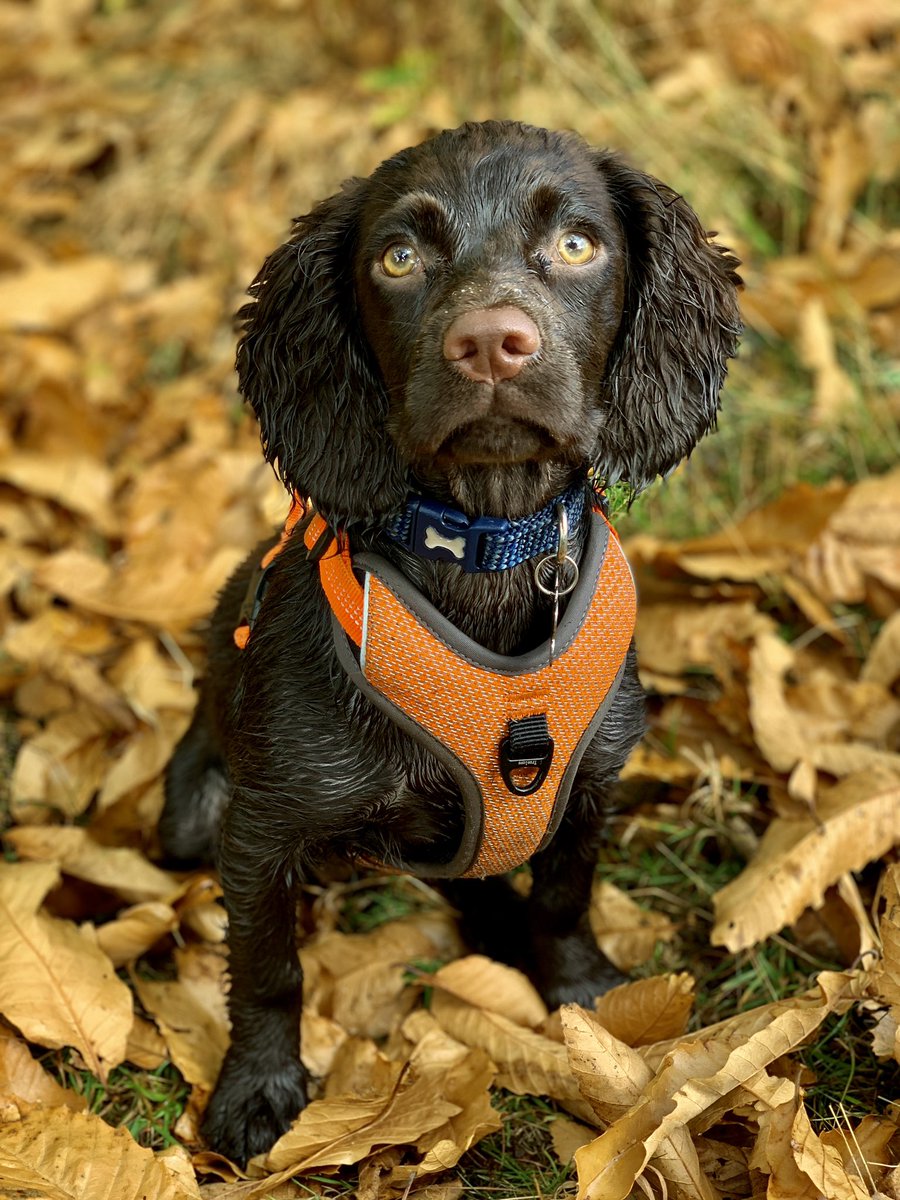 kittykatrollins's tweet photo. These 2 are just stunning dogs. So lucky to have them both #wcs #spaniels #autumndogs #thoseeyes #notjustdogs #autumn #seasons #chocolate #golden https://t.co/YQE5lJ3g3a