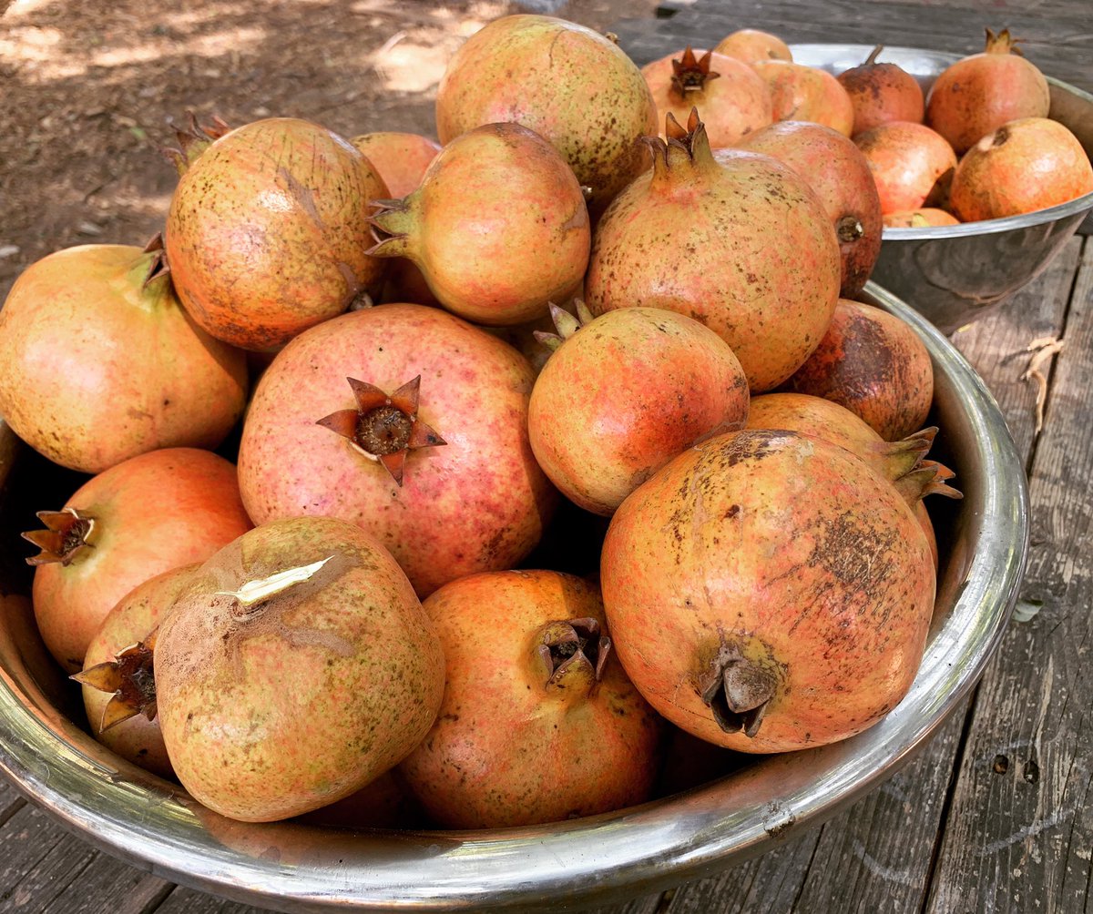 ReForest_Earth's tweet photo. Just a drop in the bucket. #abundance #pomegranate #harvest #foodforest #agroforestry #organic #regenerative #regenerativeagriculture #forestfarm https://t.co/VGYKa2PZlm