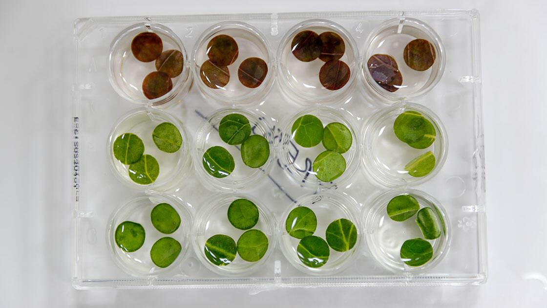 Türk bilim insanı ıspanağın yaraların iyileşmesini hızlandırdığını kanıtladı buff.ly/3AXq1Xf