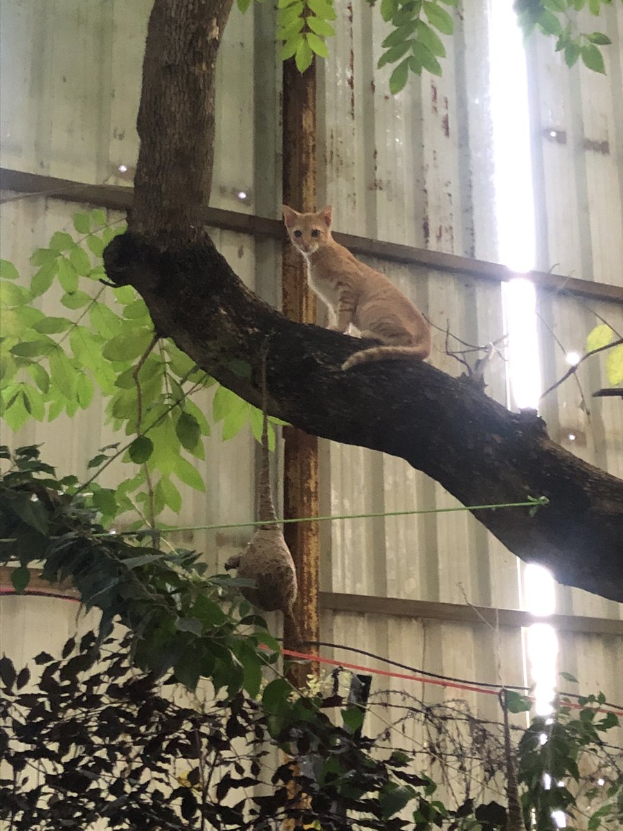 DrDeepakKrishn1's tweet photo. Thayige takka maga 😍 (like mother like son) #Bart #CatsOfTwitter #BackyardCats https://t.co/2lMKXI1e43