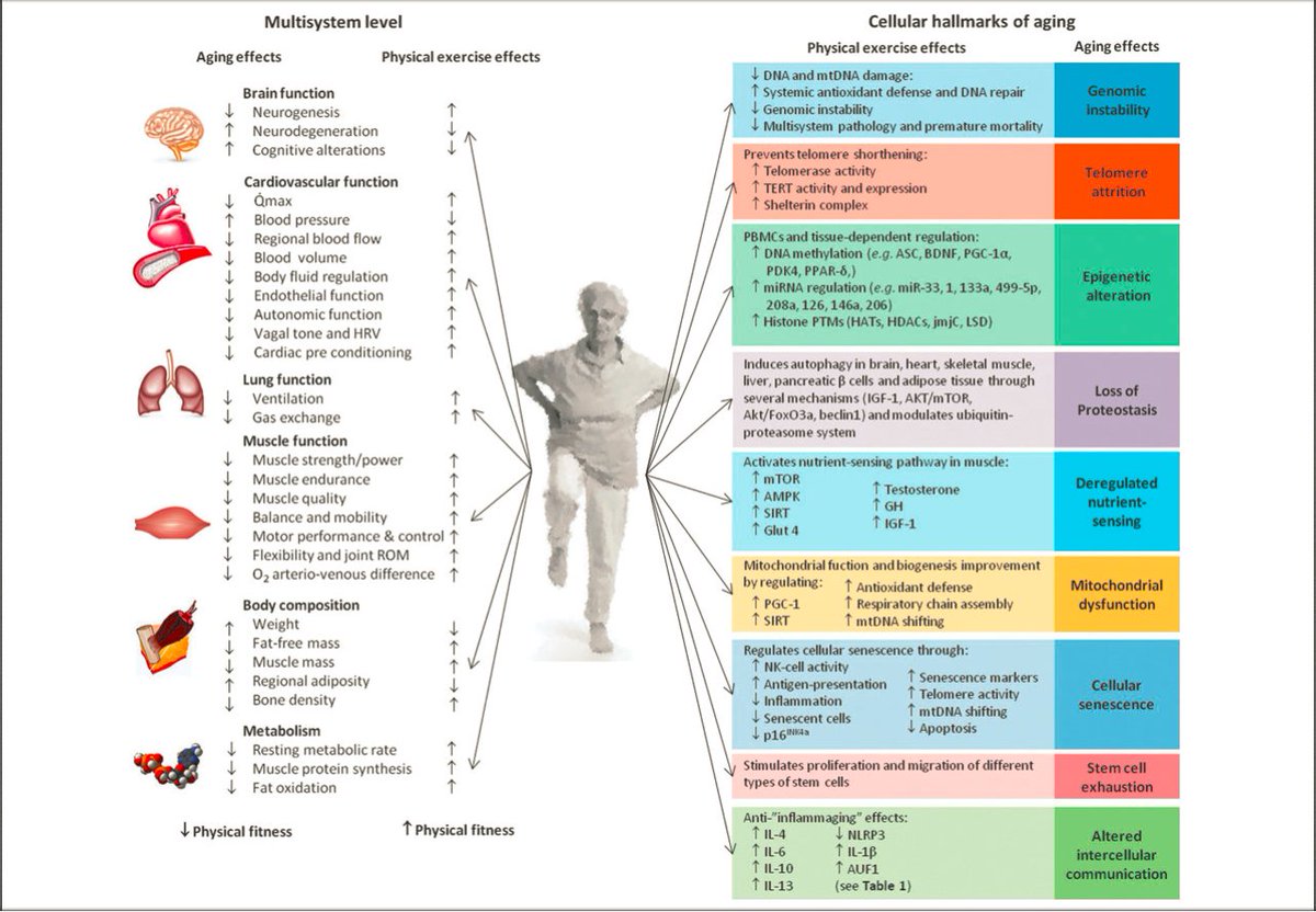 Exercise Attenuates the Major Hallmarks of Aging

👀👀👇👇

pubmed.ncbi.nlm.nih.gov/25431878/