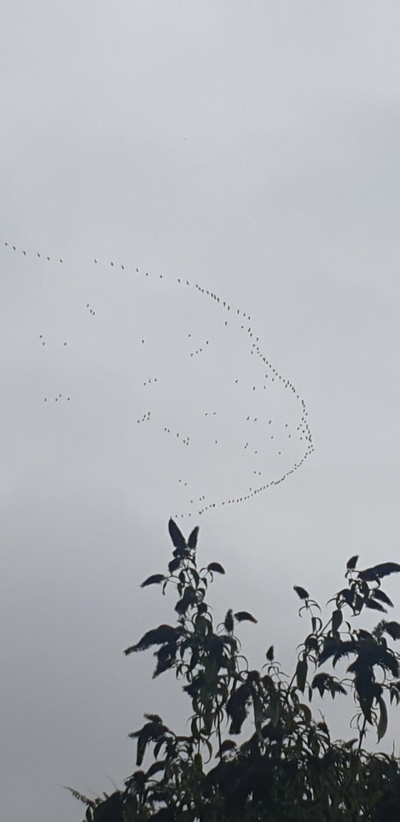 Oh dear winter must be on its way. Hundreds of geese were flying South yesterday <a href="/janslss/">Jan's Sandwich Shop</a>