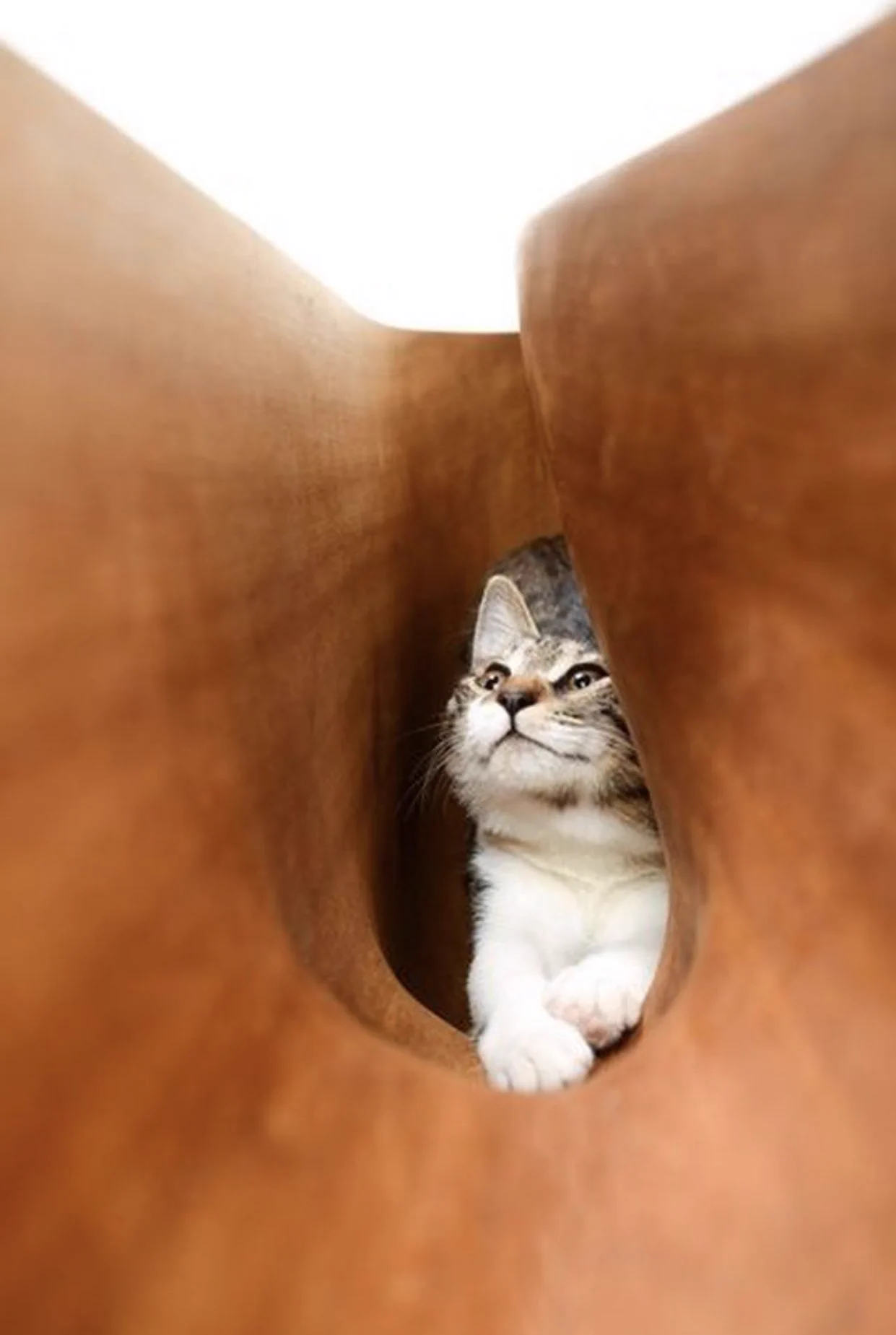人とネコが共存するデスク？まさに猫のためのテーブルがこちら！