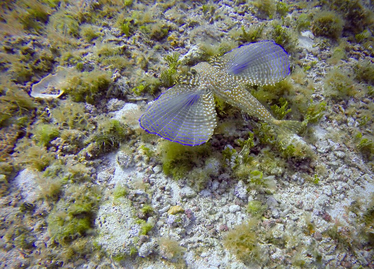 Saw this flying gurnard while snorkeling with clients near Villablanca Wall! Yesss!!!!

Snorkeling in Cozumel!  ><(((º>  TripleSail.com

Small groups. Fast boats. VIP service.

#cozumel #excursions