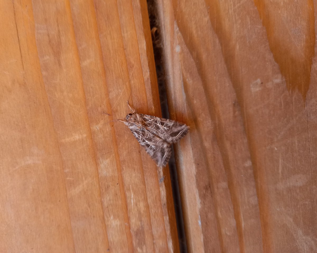 LiorBorenstein's tweet photo. New location for my moth trap! 
In the last month I moved to Kfar Giladi in northen Israel, just next to the Lebanese border, and I took my trap with me.
Here are few nice moths I cought in the past few weeks: 
Pachypasa otus, male
Spodoptera littoralis 
Phaiogramma faustinata https://t.co/vnF2RC76jv