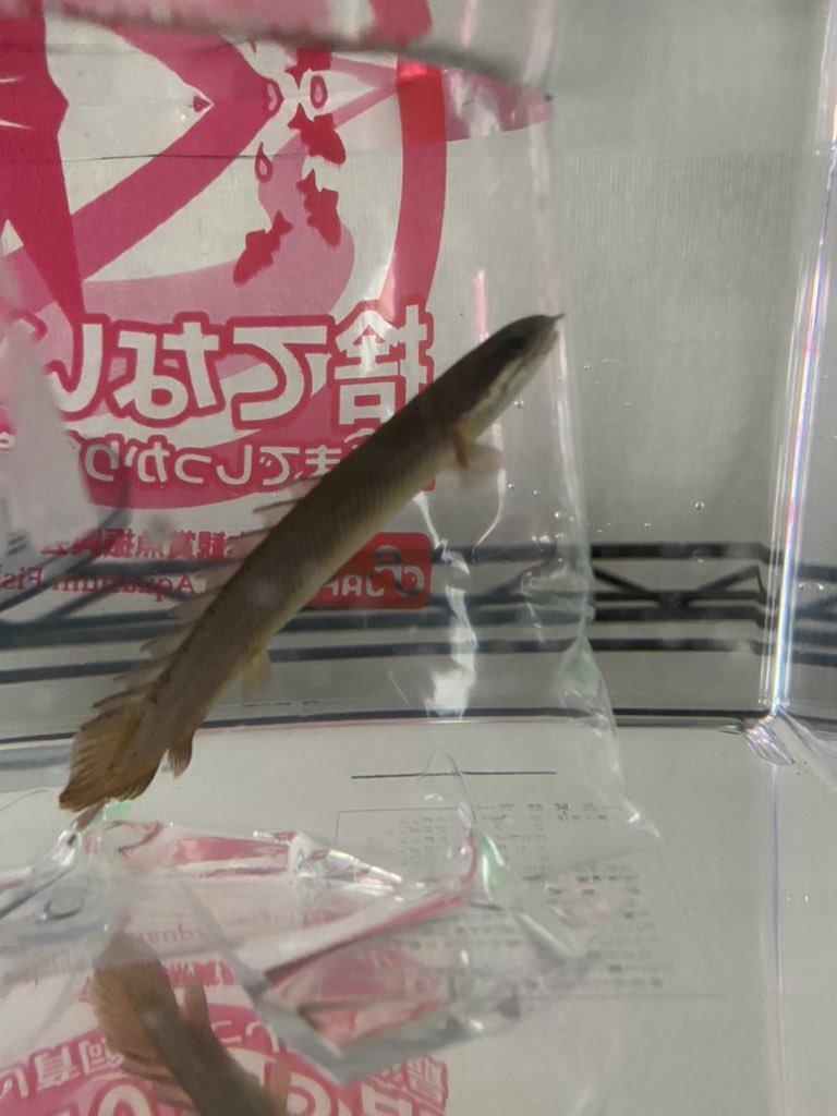 chaly0403's tweet photo. ポリプテルスセネガルスが仲間入りしました https://t.co/2wkYKhtAin