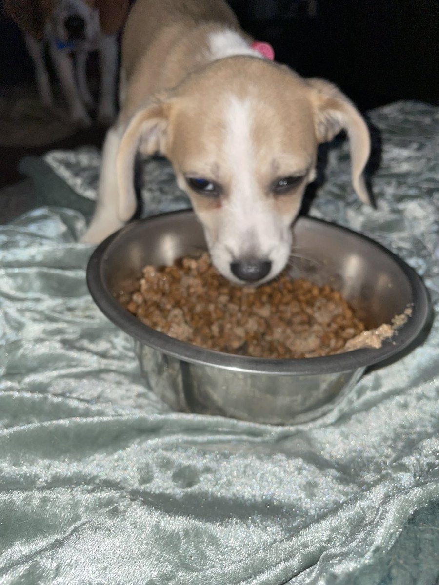 AlyssaMink's tweet photo. meet daysie. 

she’s nearly impossible to get a good picture of. https://t.co/JcCJkpxseO