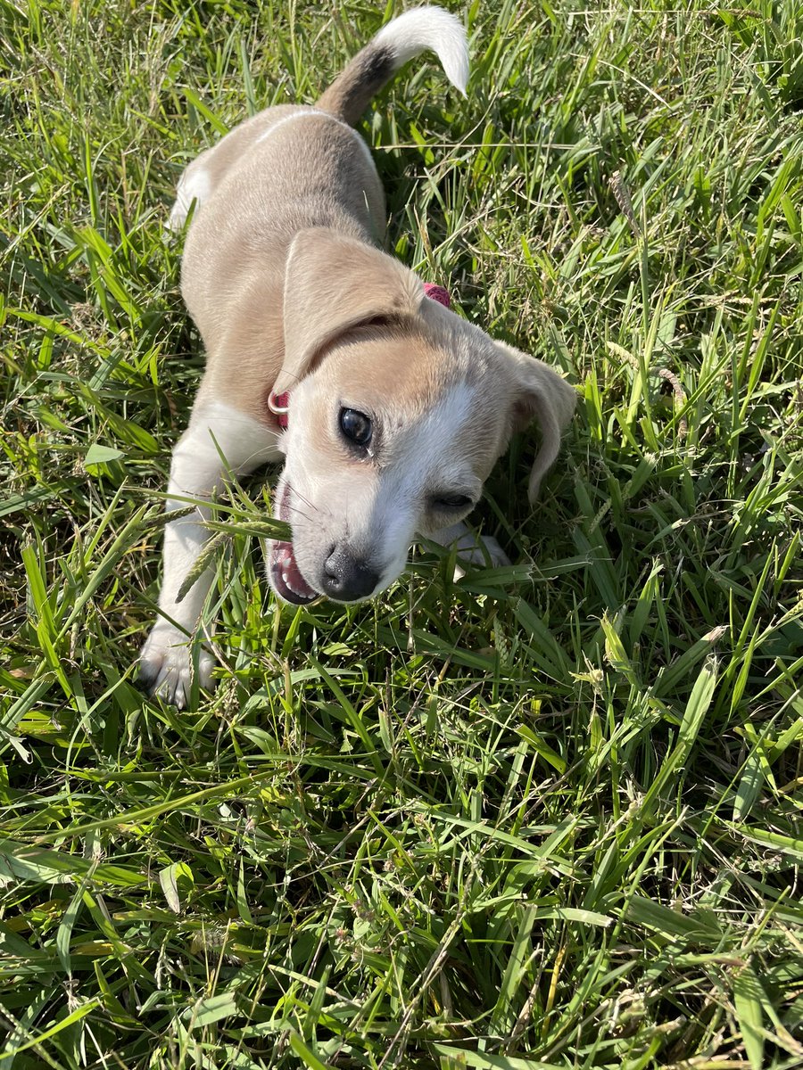 AlyssaMink's tweet photo. meet daysie. 

she’s nearly impossible to get a good picture of. https://t.co/JcCJkpxseO