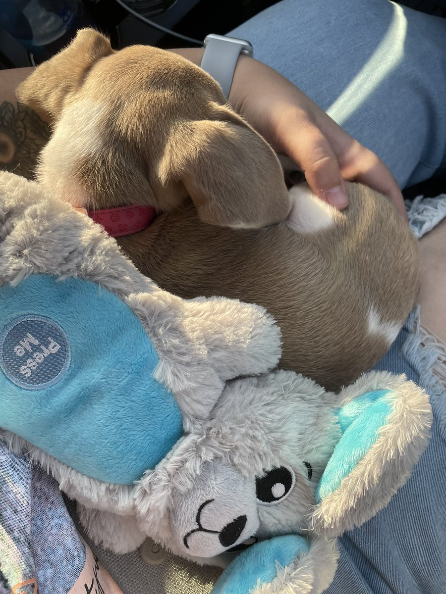 AlyssaMink's tweet photo. meet daysie. 

she’s nearly impossible to get a good picture of. https://t.co/JcCJkpxseO