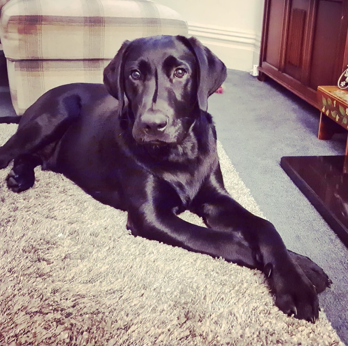 GeorgeJacklabs's tweet photo. He will never take the place of Jack 🌈🐾 But he’s helping to heal.  Little Toby.  #blacklabrador https://t.co/mzwmSSk2oT