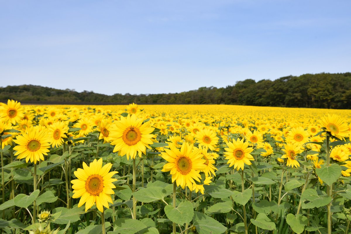 かわぎっちゃんの写真館 21 9 26 北海道千歳市幌加 パレットの丘 昨年 凄く良かったので今年も撮影に行ってみました 天気も良かったので最高でした 夏の思い出 パレットの丘 千歳市 ひまわり