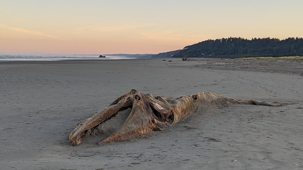 Copalis_Beach's tweet photo. #CopalisBeach #GrayWhale #HiddenCoast #WashingtonCoast https://t.co/rKPhjqnfQw