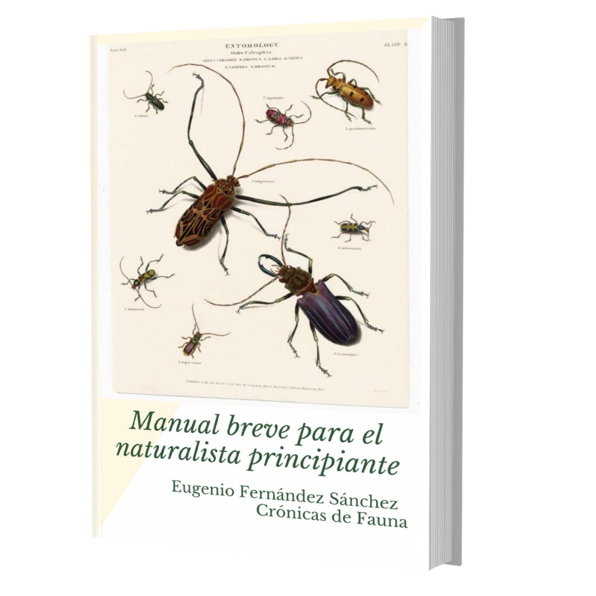 Ante la degeneración de los botellones en Madrid y Barcelona, insisto en mi propuesta para las familias: cultura, deporte y más Naturaleza. Para esto último, mi "MANUAL PARA EL NATURALISTA PRINCIPIANTE", ideal para iniciarles. 20minutos.es/noticia/483409… a través de <a href="/20m/">20minutos.es</a>