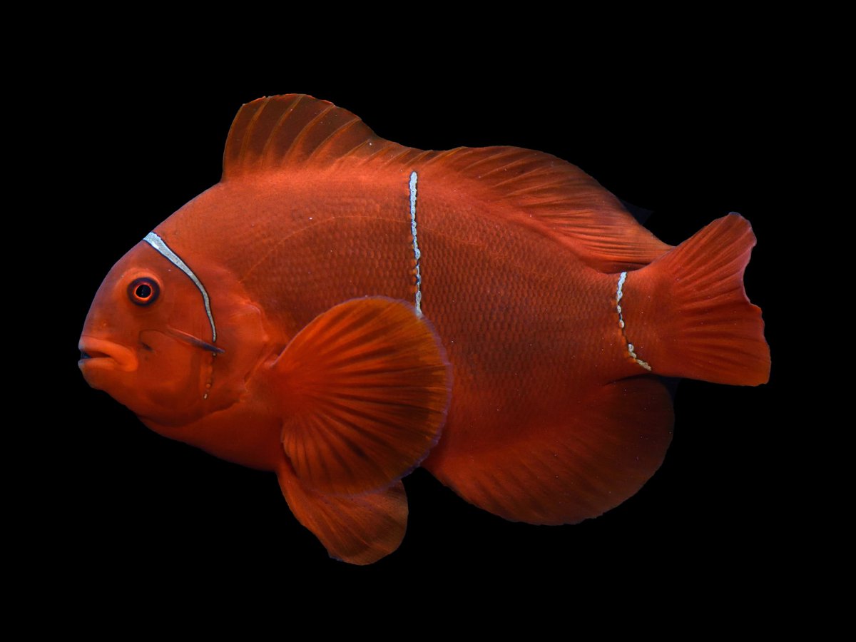 KaiTheFishGuy tweet media