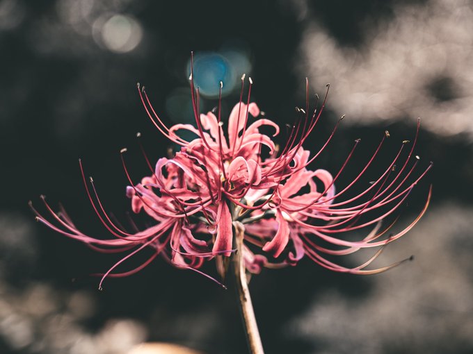 彼岸花 高画質 のtwitterイラスト検索結果 古い順 彼岸花 高画質 のtwitterイラスト検索結果 古い順