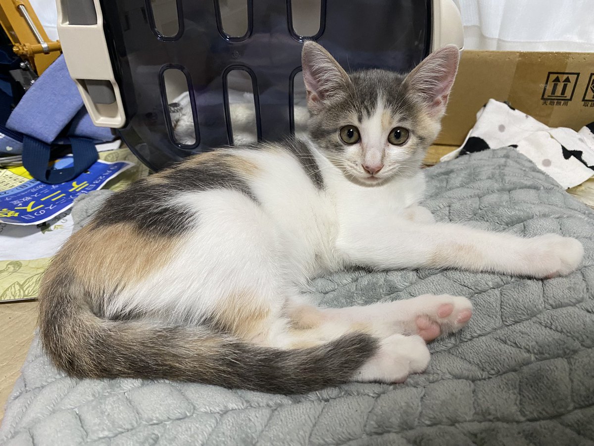 ウルトラマン 画像 最新情報まとめ みんなの評価 レビューが見れる ナウティスモーション ページ目