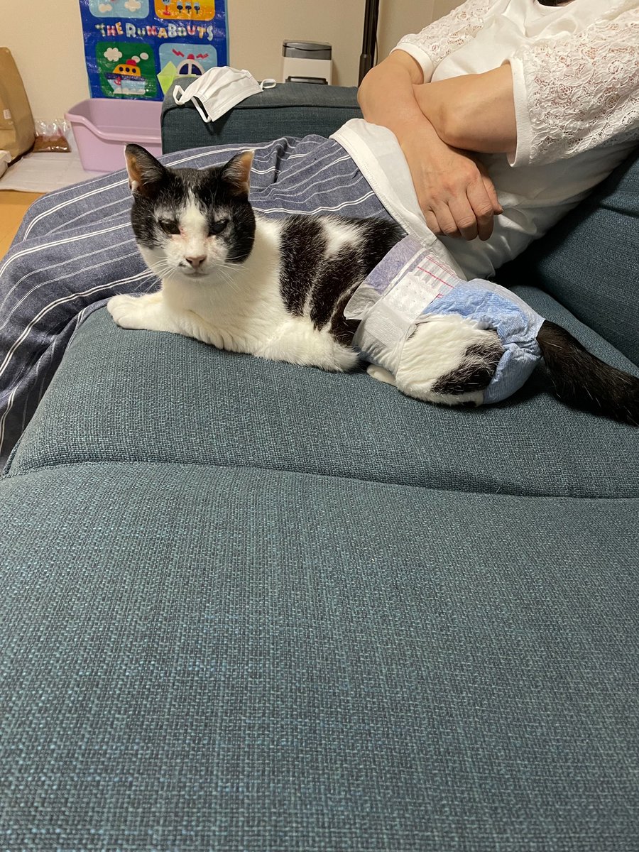 nreiv0708's tweet photo. うちの猫が北海道札幌市手稲区星置で行方不明になってます。
千葉から引っ越してついた瞬間に脱走しました。
自力で家に帰れないです。
オムツしたままでとっても人懐っこいネコです！
見かけた方ご連絡ください。
そしてこれを見た方もリツイートよろしくお願いします！ https://t.co/JQ6skUkvhK