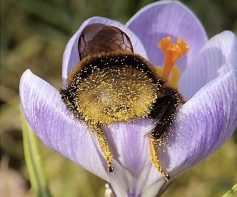 ddoniolvalcroze's tweet photo. Good morning!  

Tired bumblebees fallen asleep inside some flowers with pollen on their butts. https://t.co/BuPAKs7B6U