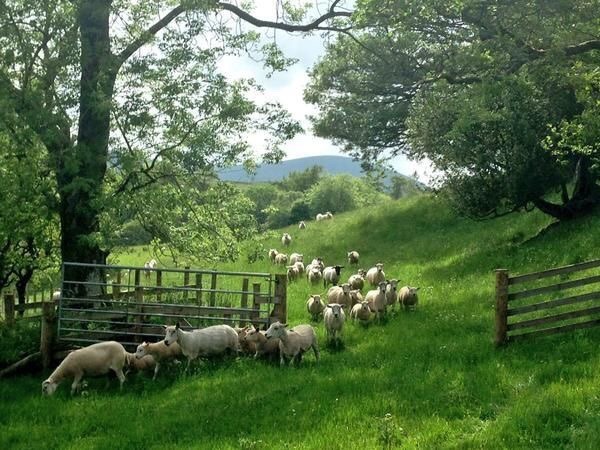 🌿🌼🧺 (@peacozy) on Twitter photo 