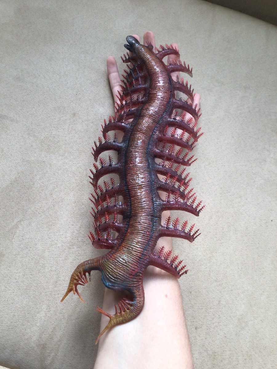 Prehistorica_CM's tweet image. And yes, this reconstruction is life sized. Scaled to approximately the size of specimen ELI-J001, his model is about 35cm long, just shy of their maximum ~40cm length.