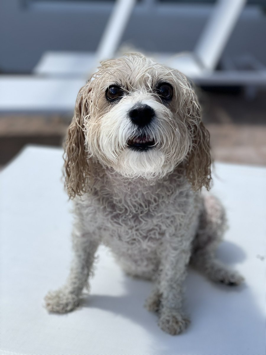 Elaineyoltay's tweet photo. Sunshine ☀️ Coco https://t.co/YGZuB6U5o6