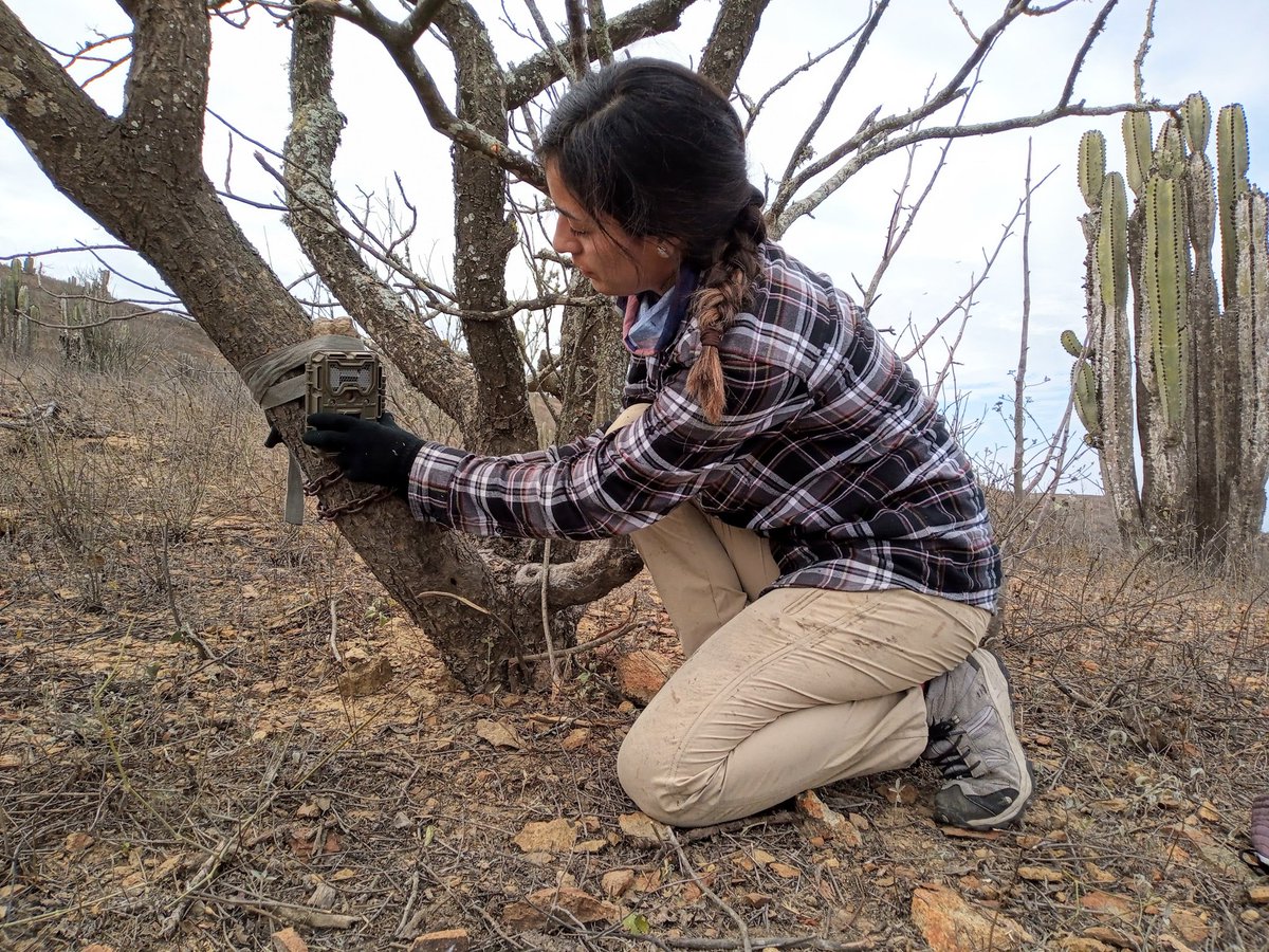 alvaro_garcia_o's tweet photo. Some recent fieldwork in the #dryforest of NW Perú. Setting #cameratraps to study the impact of exotic mammals in wildlife. Project of #BioSPeru https://t.co/rmEHB5lun6