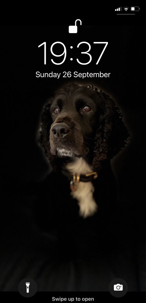 PaddyTheCocker tweet picture
