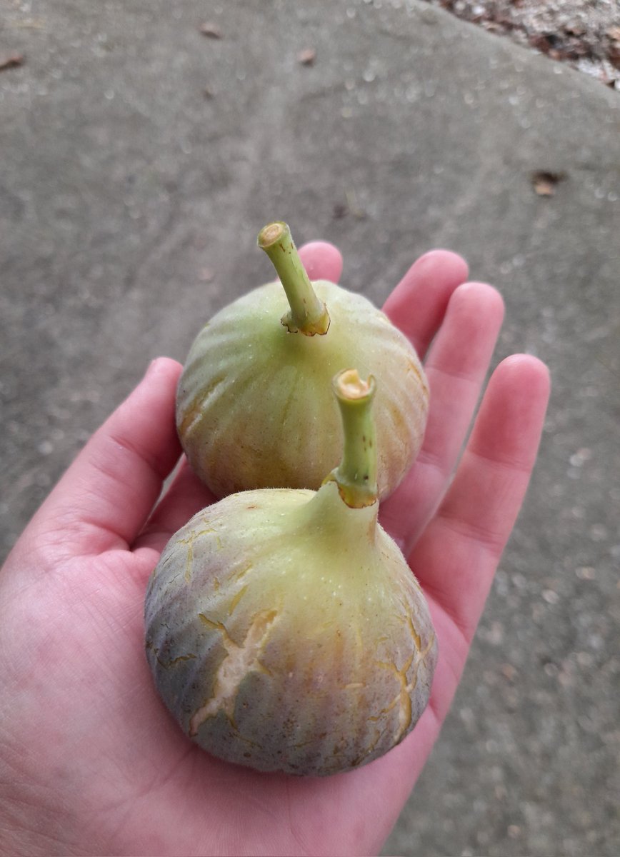 NoVoyPorqueNo's tweet photo. Sabores de otoño 😊
#delahuertademamisabemejor
#ourense https://t.co/yx7KUnNJBx