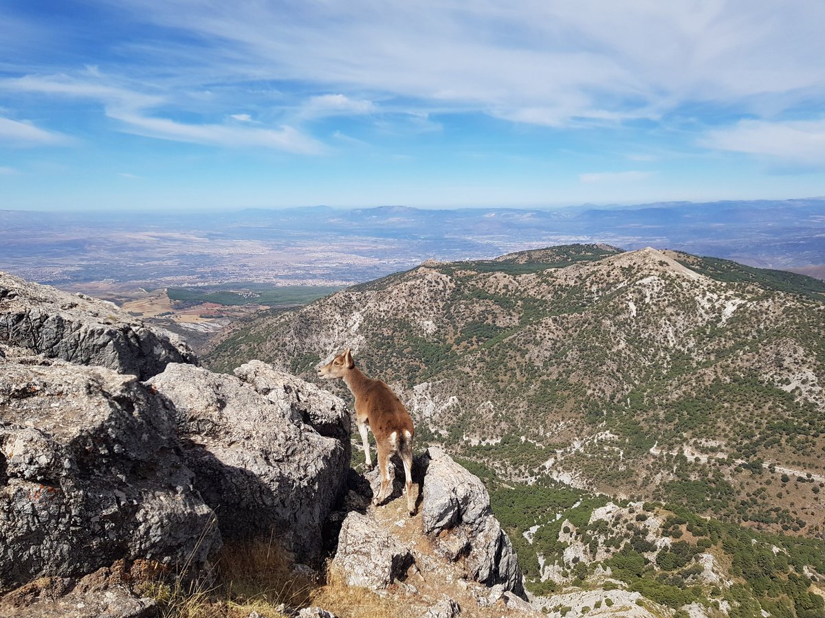 BaMig_'s tweet photo. Encuentro con una #cabramontesa en #pico del #trevenque #parquenatural #sierranevada #granada 

Parecía estar acostumbrada a comer sobras de los senderistas, ella misma se acercó buscando comida. Muy curioso!

@aquilatierratve @jacobpetrus_tve https://t.co/pIvUNNCGlW