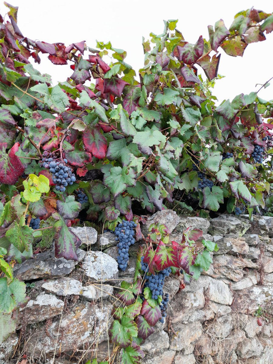 NoVoyPorqueNo's tweet photo. Sabores de otoño 😊
#delahuertademamisabemejor
#ourense https://t.co/yx7KUnNJBx
