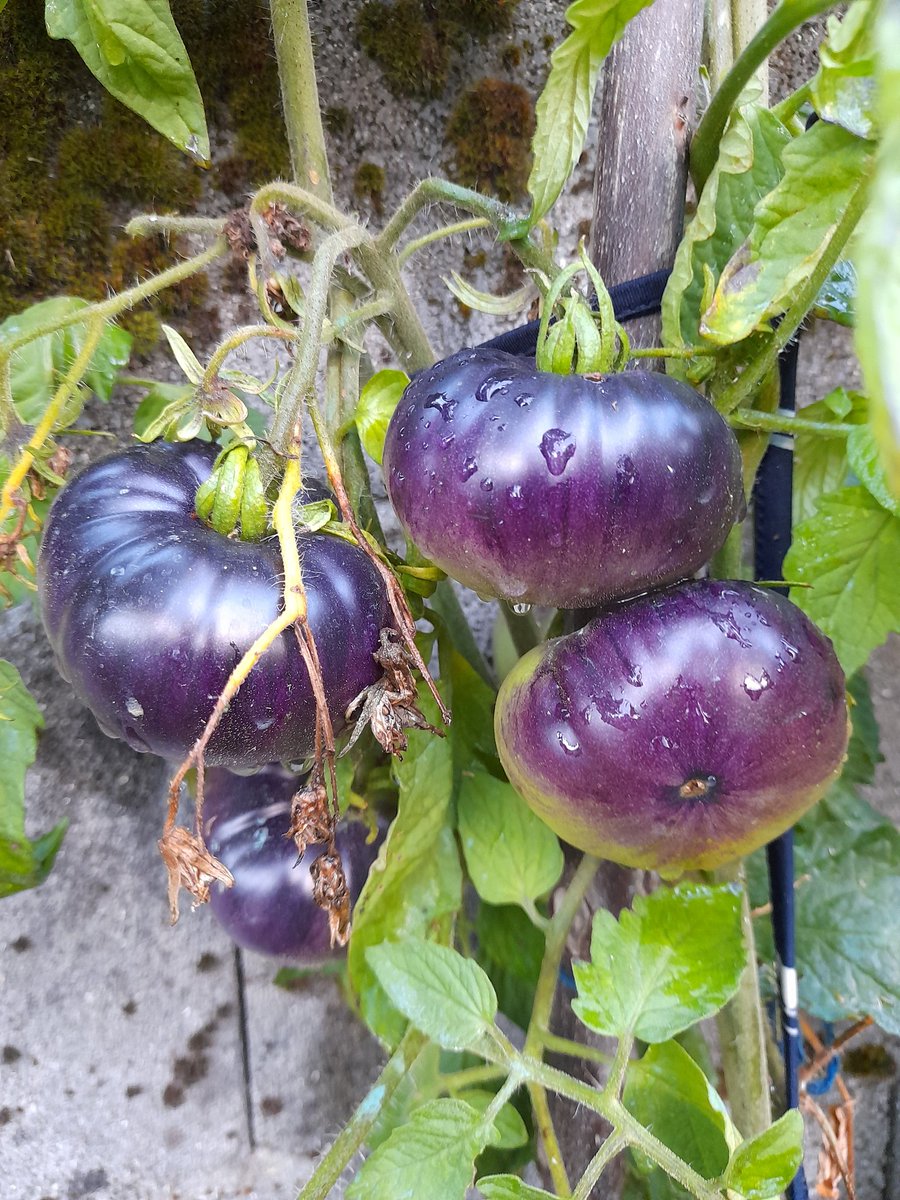 NoVoyPorqueNo's tweet photo. Sabores de otoño 😊
#delahuertademamisabemejor
#ourense https://t.co/yx7KUnNJBx