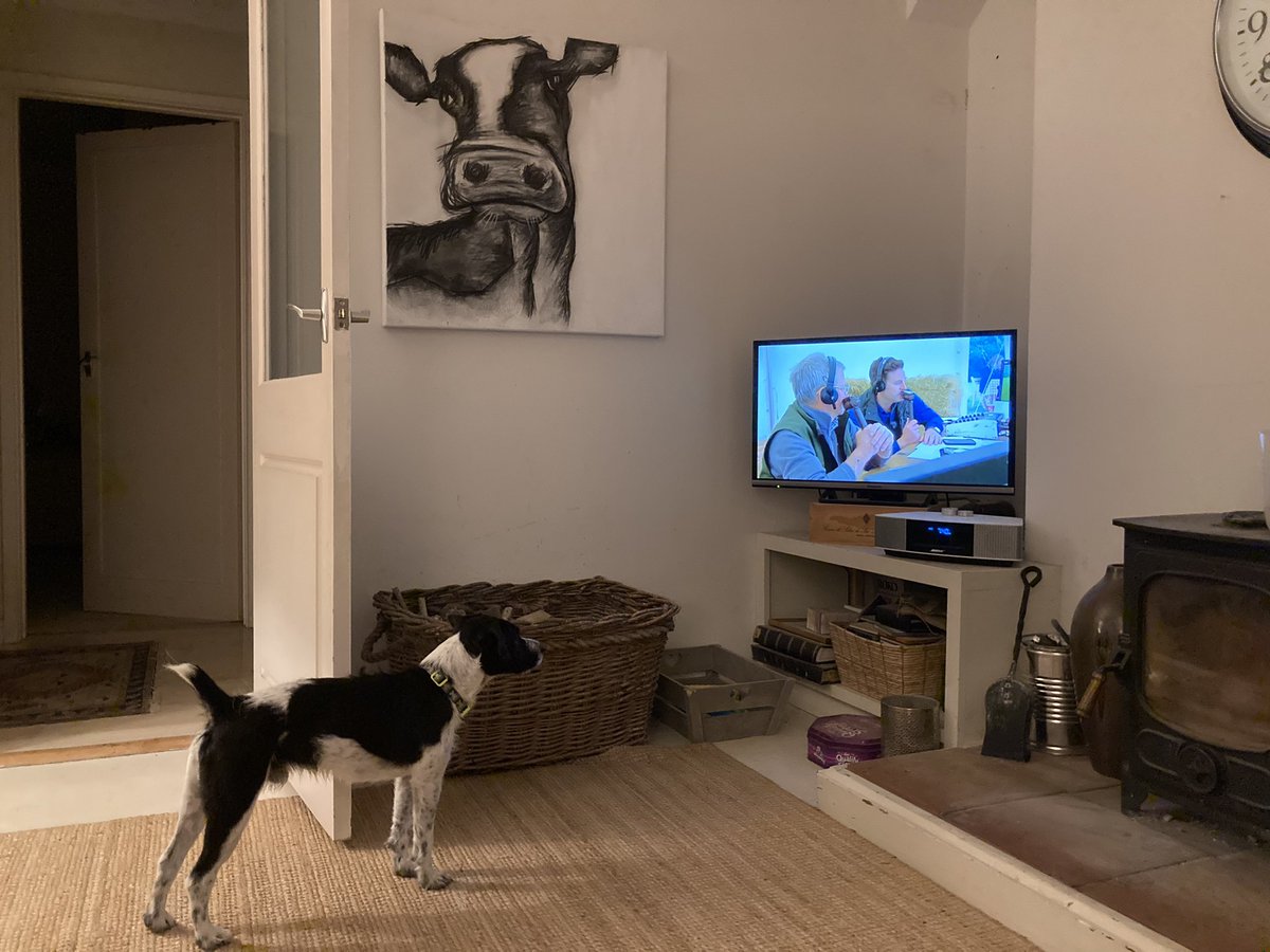 Denzel is glued to the One Man and his Dog segment on @BBCCountryfile 

Could he be the first Jack Russell contender?
