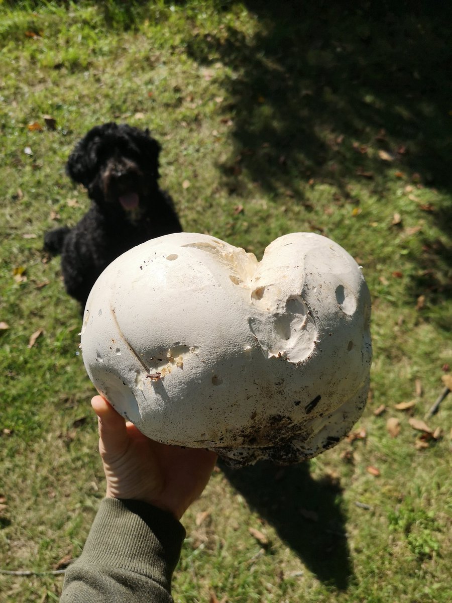 extonlearns's tweet photo. Surprise find on our walk through the @LakefieldCS trails this morning! Anyone brave/hungry enough to trust my 🍄 identification skills? https://t.co/yc2giBjVpg