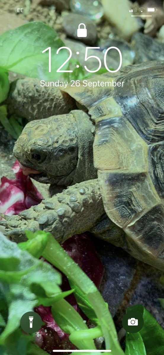 TortoiseGatsby tweet picture