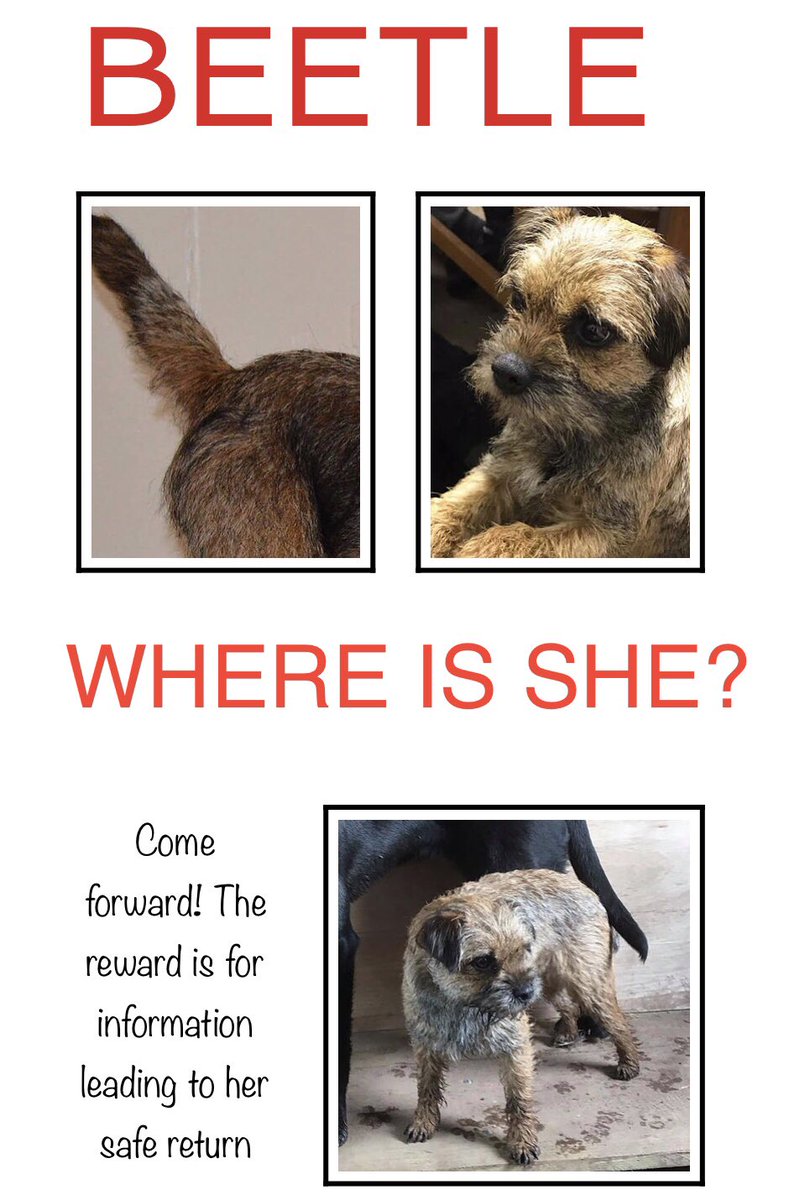 🆘 If u r picking up a #BorderTerrier puppy would u have a look at the Mummy dog please? If #Stolen Beetle is being used for breeding she will b hard 4 us 2 locate - could u be our eyes & ears? Pls don’t alert breeder, but call us in confidence ASAP - see her tail in photos here
