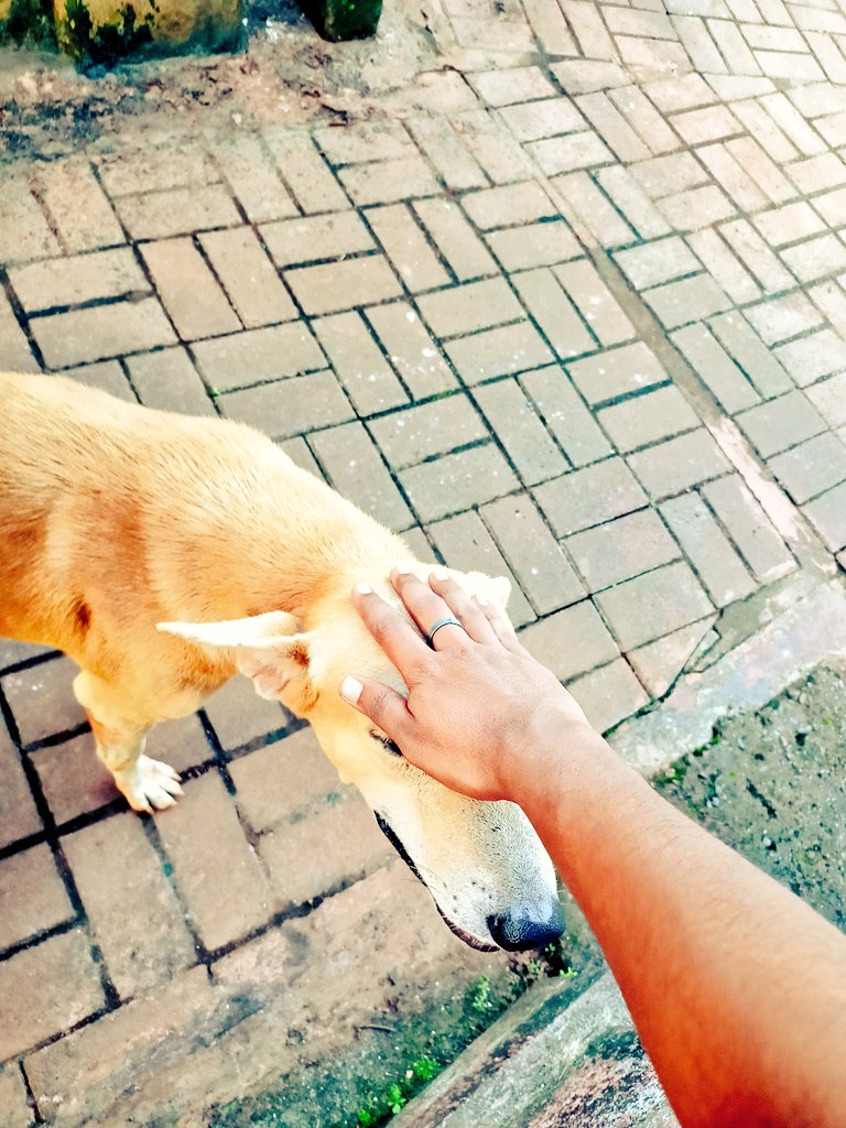 harshknaik39's tweet photo. #Rowly 🐕🐶🐾 https://t.co/XZpEKUCww6
