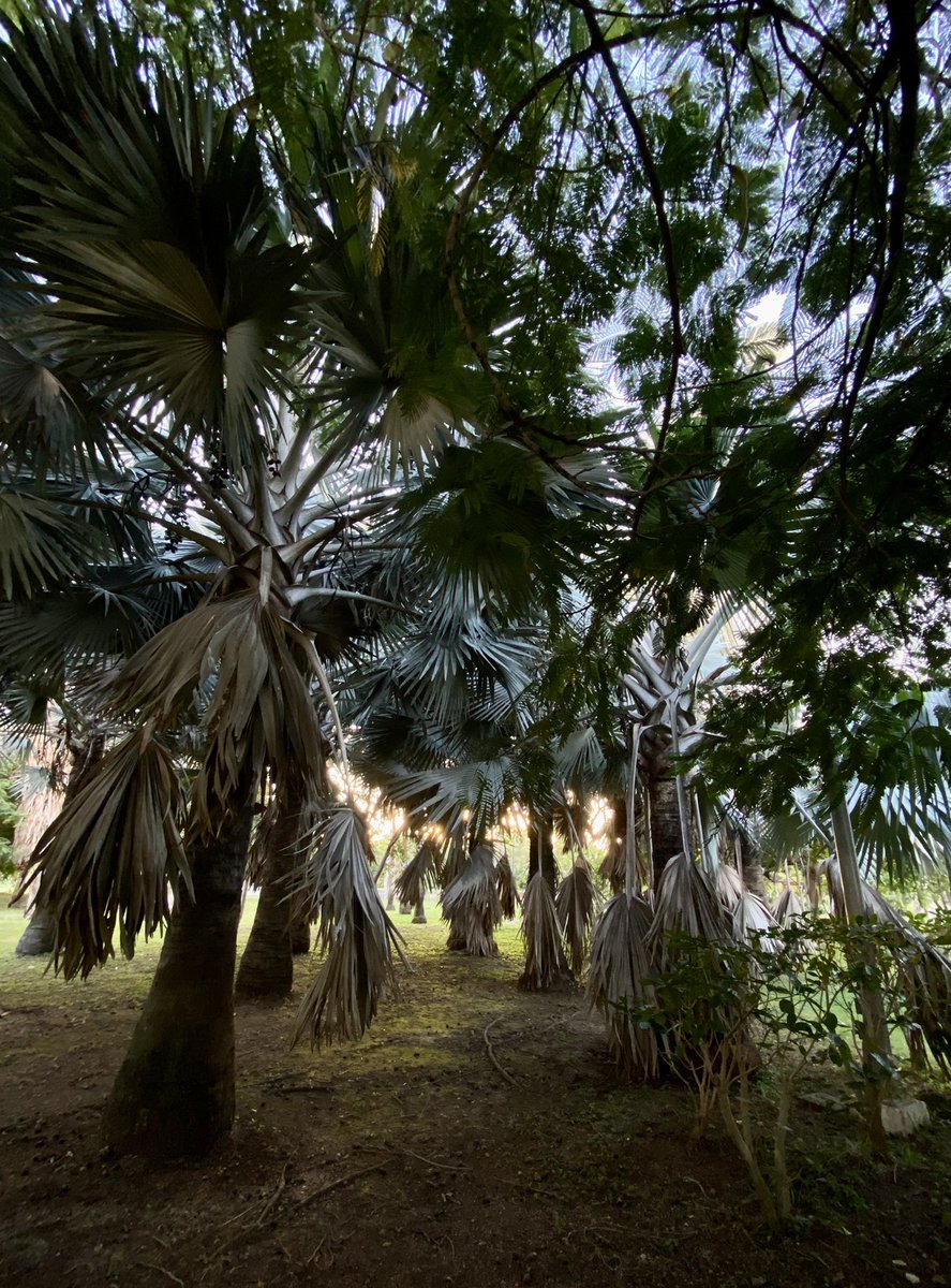 PuebleandoYuc's tweet photo. Este parque es un bello pulmón en Mérida. Distinto a muchos en la zona. Tiene una variedad bien padre de palmeras. https://t.co/X4PMyKk2NB