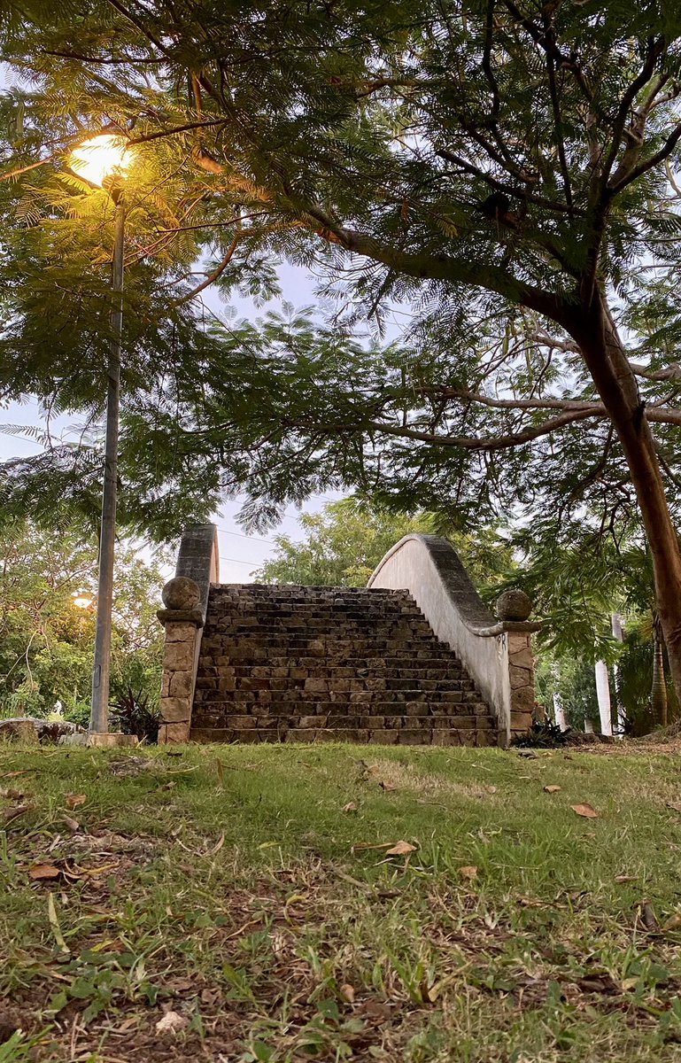 PuebleandoYuc's tweet photo. Este parque es un bello pulmón en Mérida. Distinto a muchos en la zona. Tiene una variedad bien padre de palmeras. https://t.co/X4PMyKk2NB