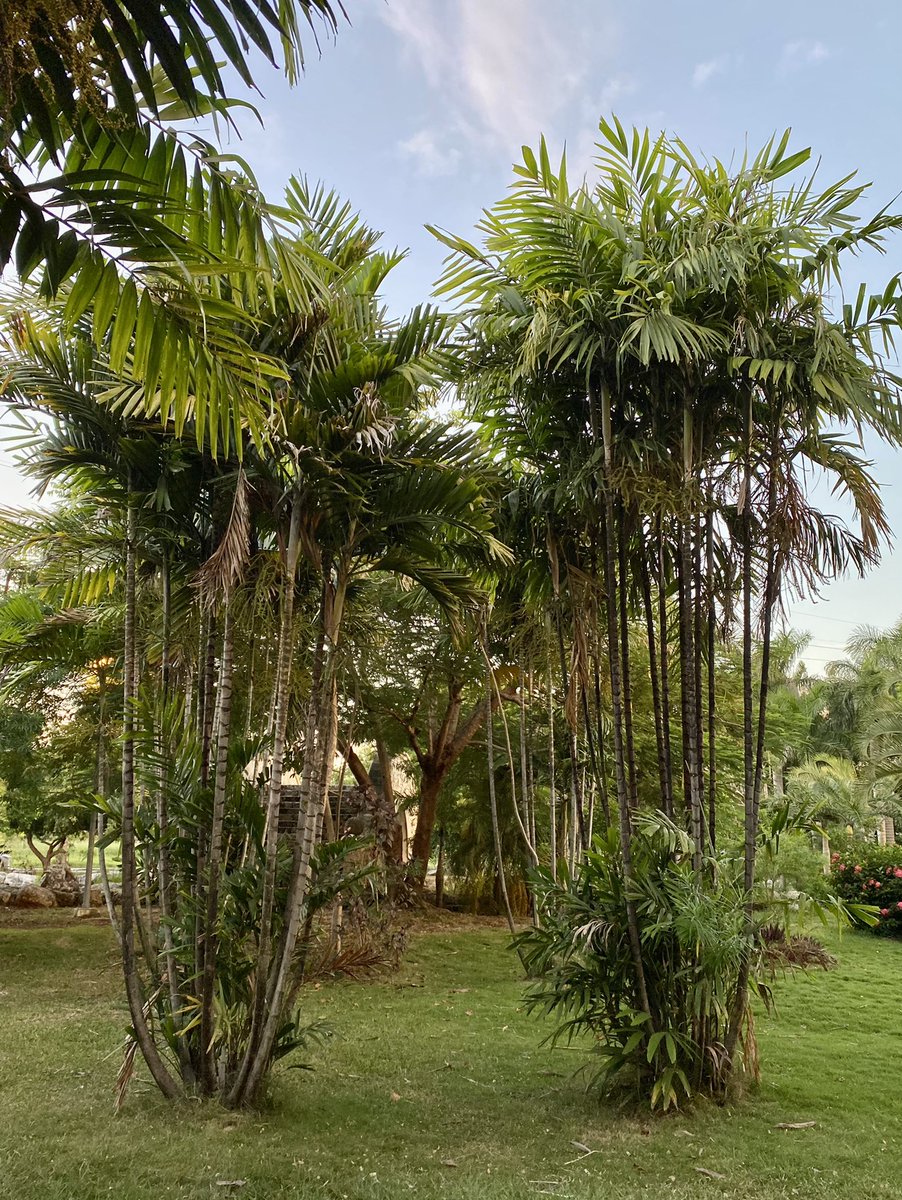 PuebleandoYuc's tweet photo. Este parque es un bello pulmón en Mérida. Distinto a muchos en la zona. Tiene una variedad bien padre de palmeras. https://t.co/X4PMyKk2NB