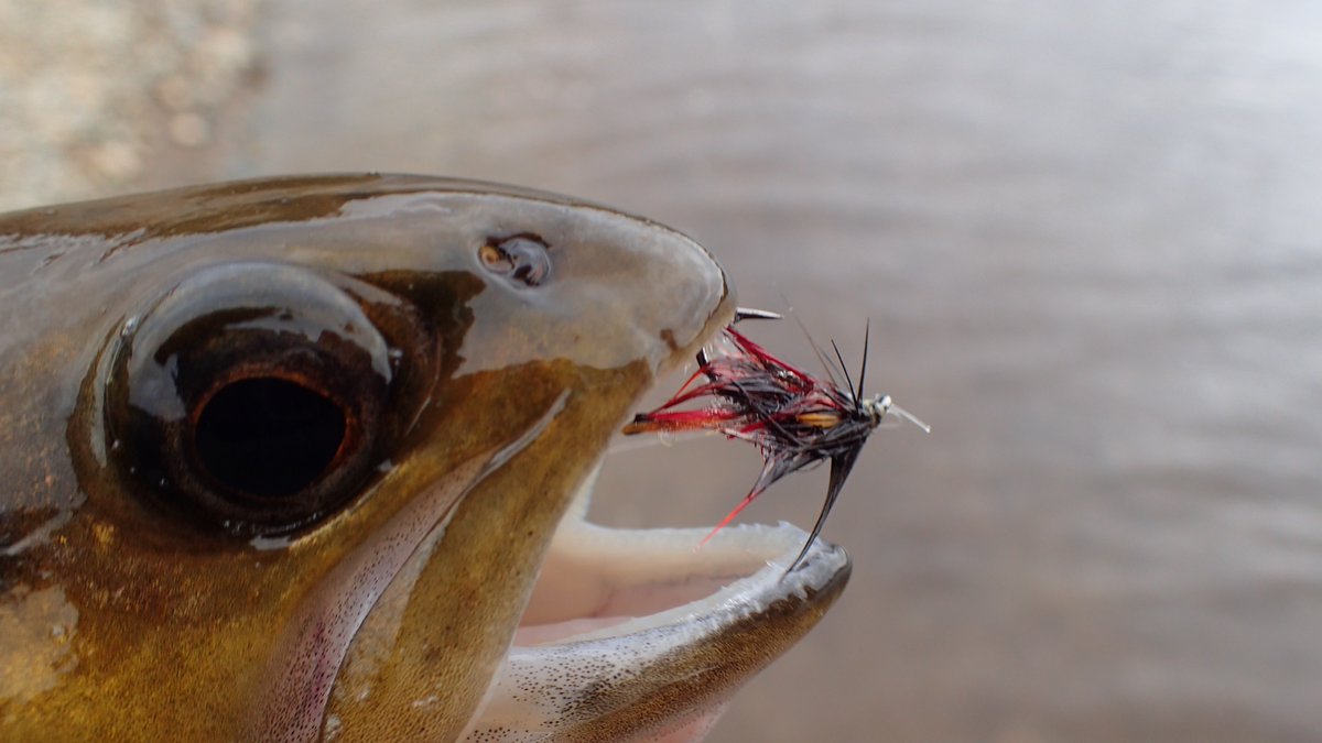 g_bfishing's tweet photo. Never known Nant y Moch fish so well, 30 to 40 trout mostly 10"to 12'. Same flies as Conwy, Pretender, Leggy Pennell &amp; Pearly Bibio ( bust rib ) My Canadian apprentice for the day, Annie had never caught so many trout. Lost a cracker at the net, pound + I know, I know - old story https://t.co/8POmMoaFSD