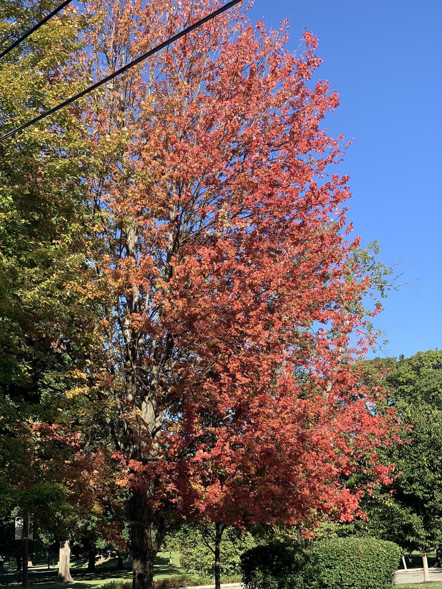 HanCardiomd's tweet photo. My Autumn Sunday Morning and walking on the 🍂🍁🍁

🍁The chill of an autumn morning
🍁A rising steam as the fallen leaves exhale
🍁A carpet of red, yellow, orange, and brown

#AutumnSunday 
#autumnfall #AutumnMood 
@BethFratesMD @VietHeartPA @MihaiTrofenciuc @AnastasiaSMihai https://t.co/jPHu9vwy6u