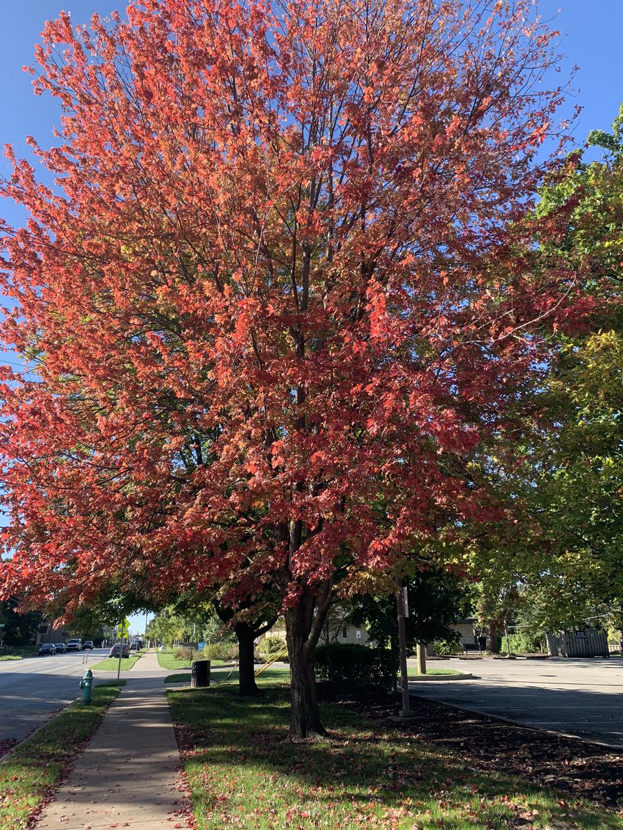 HanCardiomd's tweet photo. My Autumn Sunday Morning and walking on the 🍂🍁🍁

🍁The chill of an autumn morning
🍁A rising steam as the fallen leaves exhale
🍁A carpet of red, yellow, orange, and brown

#AutumnSunday 
#autumnfall #AutumnMood 
@BethFratesMD @VietHeartPA @MihaiTrofenciuc @AnastasiaSMihai https://t.co/jPHu9vwy6u