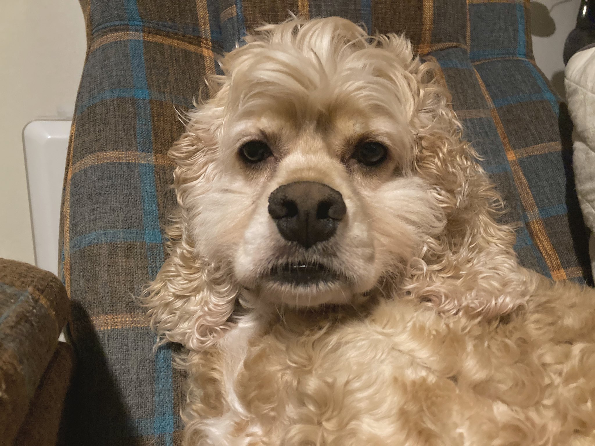 面白い犬 Twitter Search Twitter