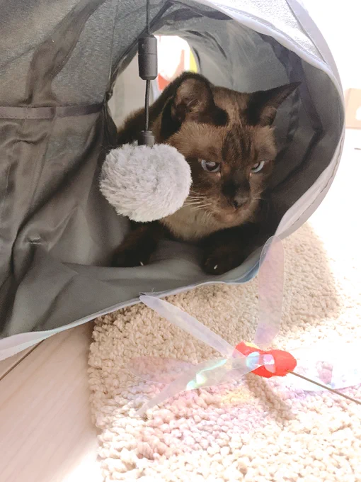 ムムッ 