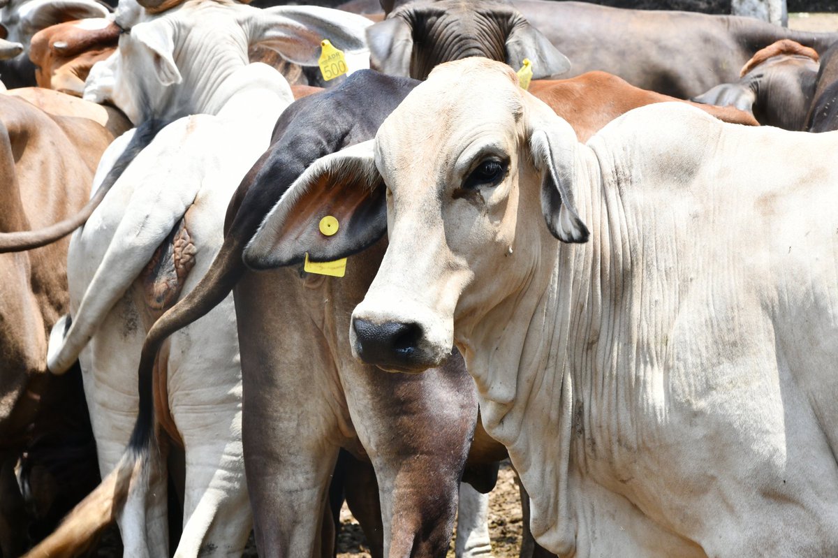 ADR_Colombia's tweet photo. ¡Espera! ✋Tenemos los #DatosAgro más interesantes para ti sobre el sector ganadero de Colombia 🐂,
Desde el SIOC de @MinAgricultura encontramos que el sector ganadero en el 2020 generó más de 1 millón de empleos directos. https://t.co/SjrmPL3mKw