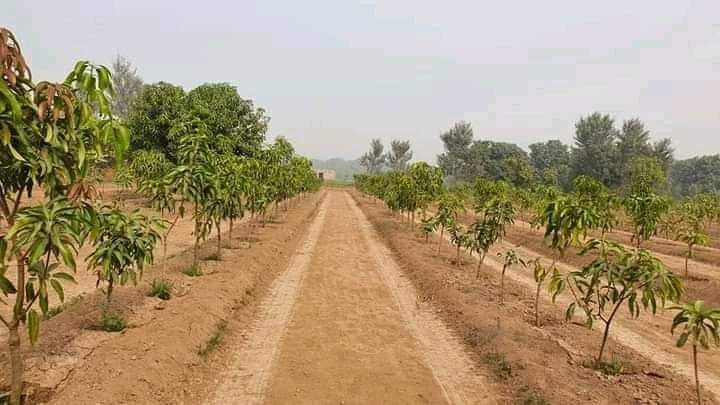 jcniyomugabo's tweet photo. Mango fruits trees thriving in Egypt, 90%  desert country is not given the credit it deserves 

The invention of drip irrigation by Simcha Blass has led to a large expansion of agriculture in arid regions. https://t.co/2slIBMJkvb