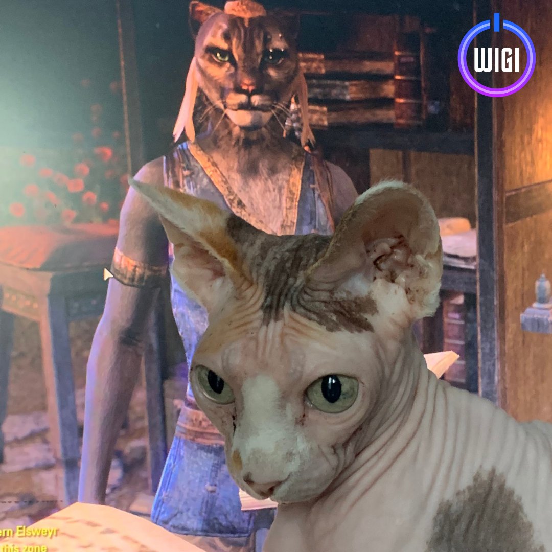 GETWIGI's tweet photo. 🐱MEET HEDDA🐱

This darling old lady #sphynx cat loves to talk &amp; give kisses! When she isn't chasing hair ties, she is playing @ElderScrolls from @bethesda!

📸: @NicoleKjellberg 

Every Sunday is our #petswhogame!

If you'd like your #gamer #pet to be featured, tag us @GETWIGI https://t.co/QLJLKxf766