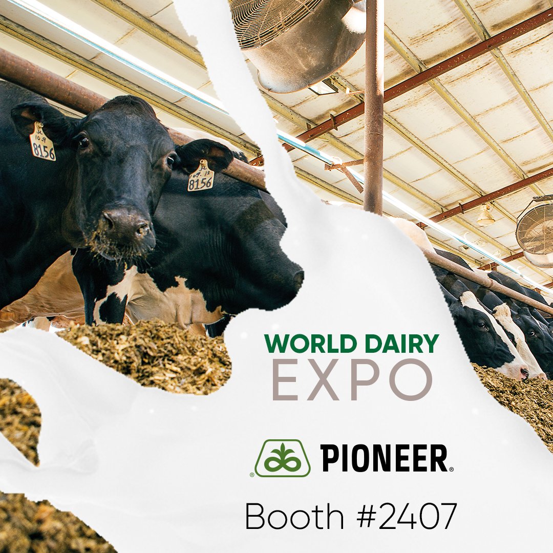 PioneerSeeds's tweet image. Dairy is our 🍞 &amp;amp; 🧈 so we're excited to see you at the World Dairy Expo! Stop by booth #2407 to talk our experts about Pioneer forage products. #WDE21