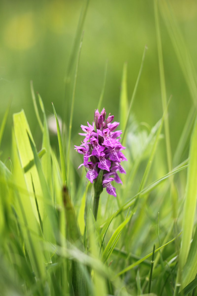 Having the opportunity to work for @Love_plants over the Summer was fantastic. It was such a fulfilling experience to co-ordinate the #MeadowMakers project in the South West. 

I’m proud to say we restored ~100 acres of wildflower meadows across Devon and Cornwall! 1/2